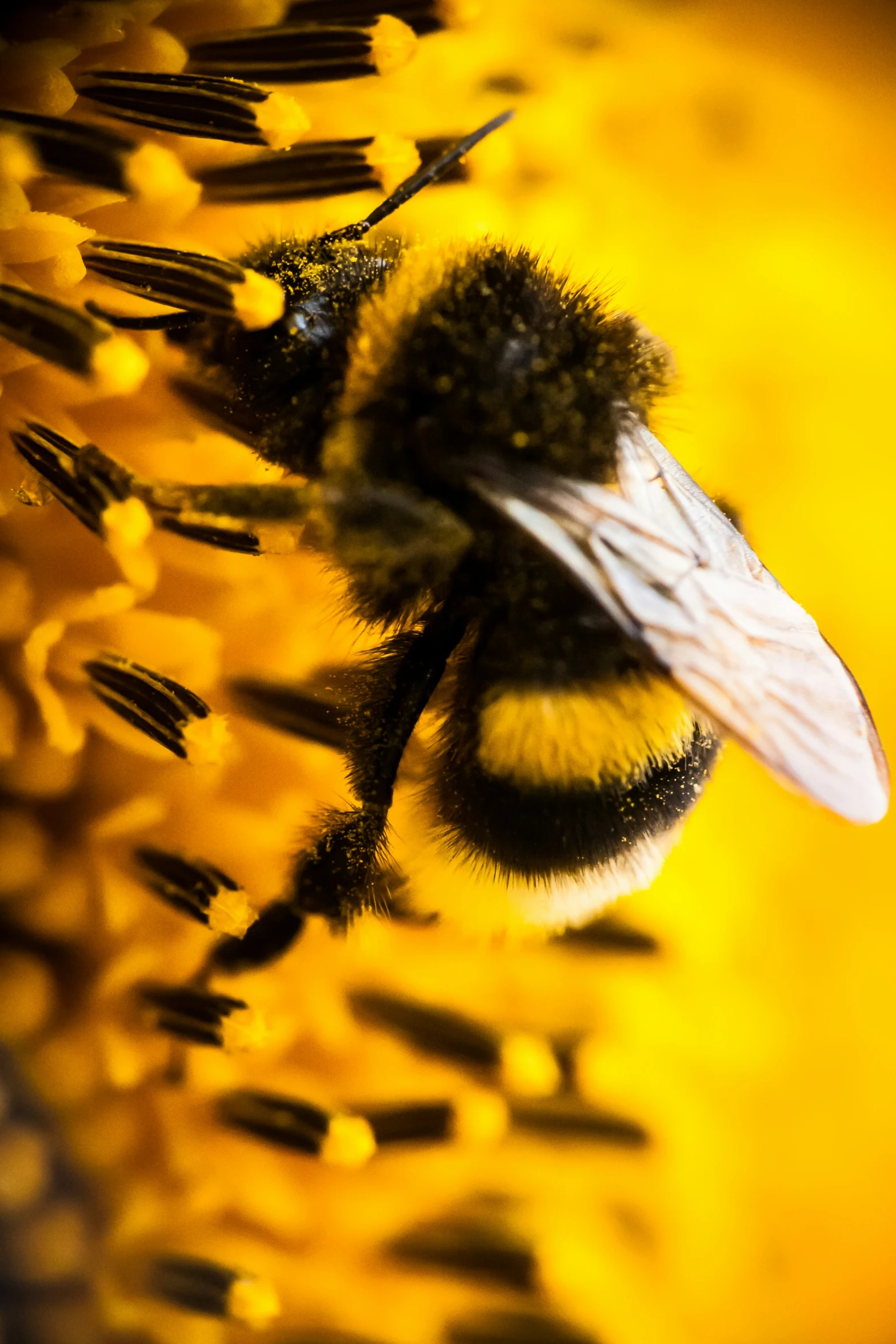 a bee with long antennae on a flower