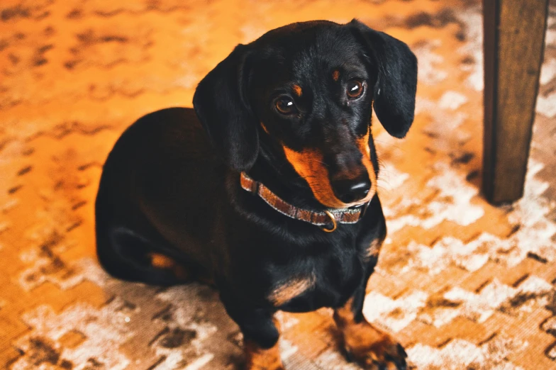 a small dog is sitting on a rug