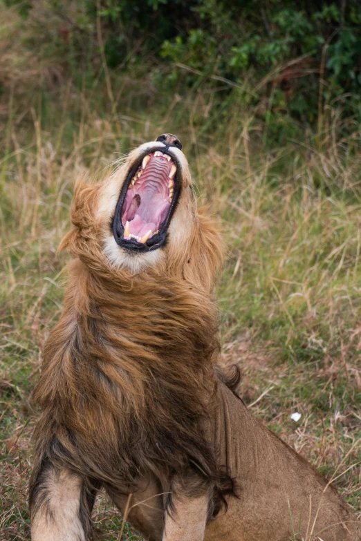 a lion with his mouth open and yawning