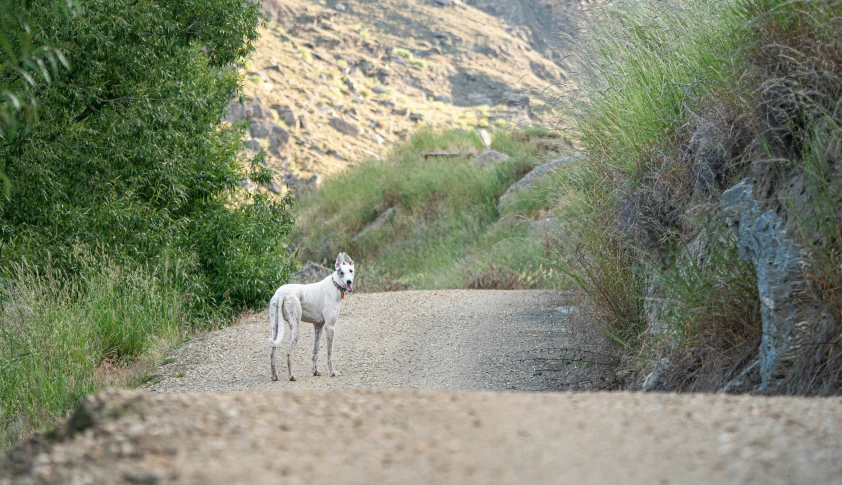 a dog standing on a gravel road surrounded by tall green grass