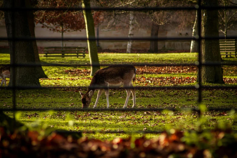 a deer that is in the grass by some trees