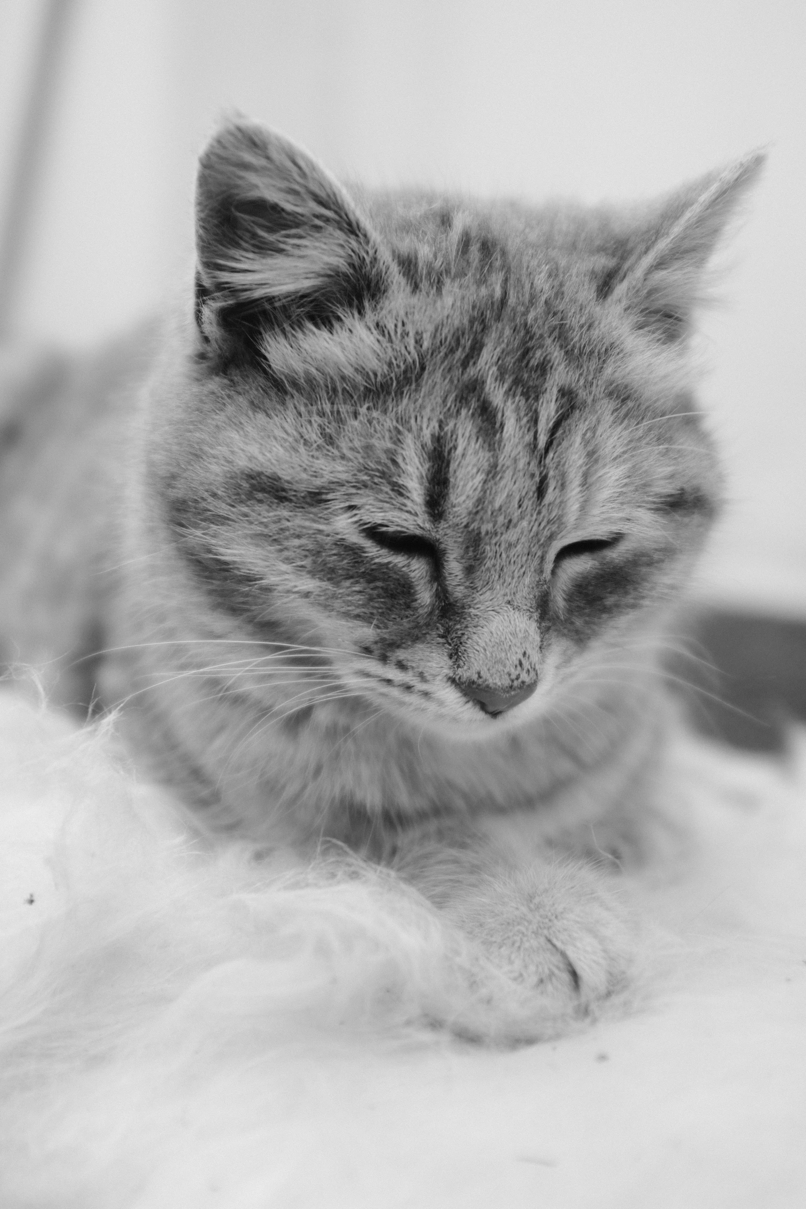 a cat with it's eyes closed is sitting on a carpet