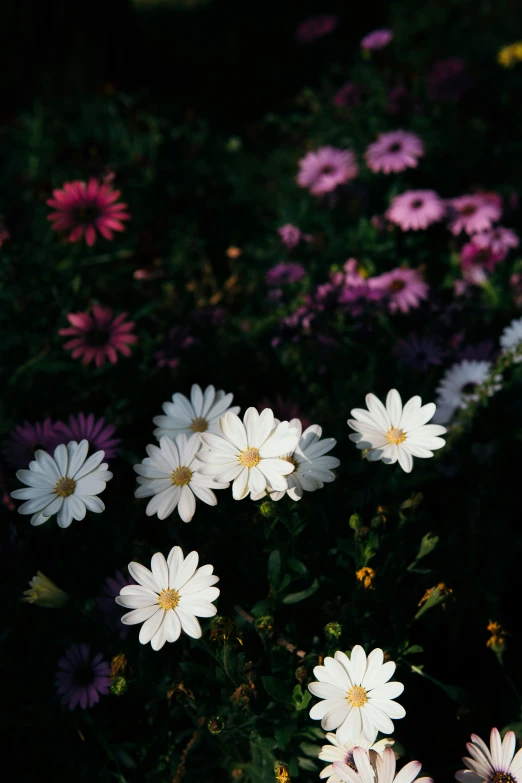 many different flowers near one another in the night