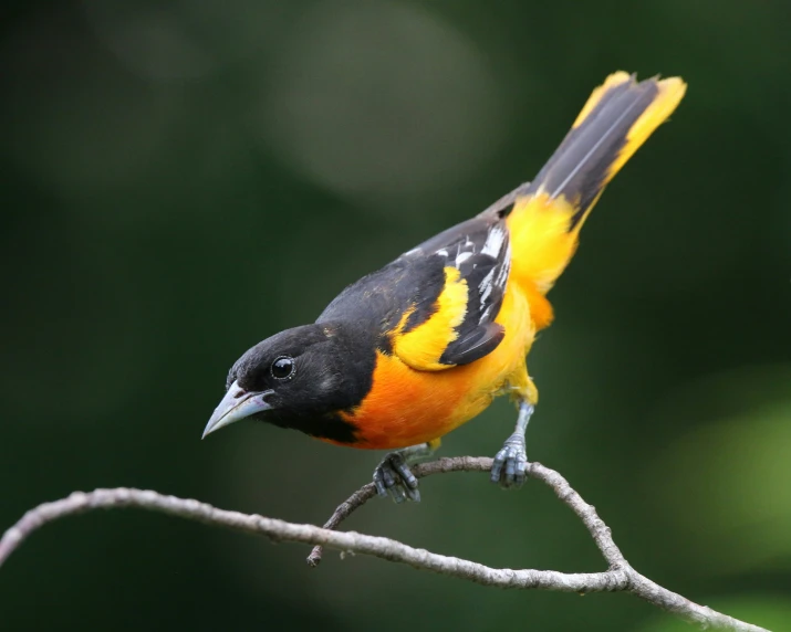 yellow and black bird perched on a tree nch