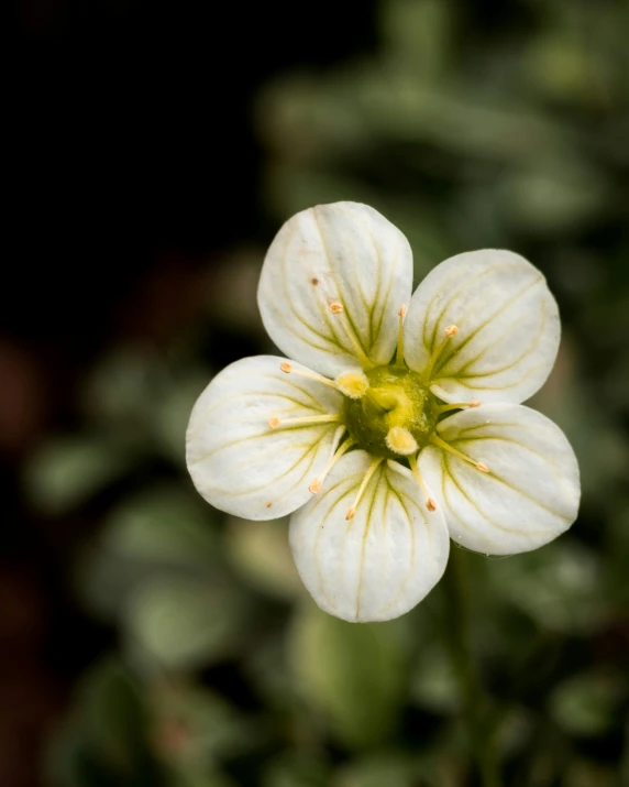 a white flower that is blooming in the middle of the night