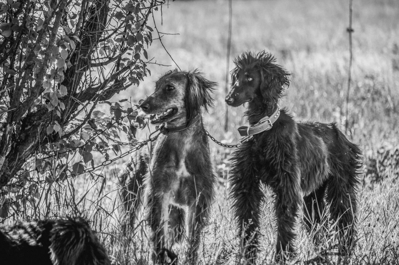 two poodle dogs tied up in the grass with one of them biting the dog's leash