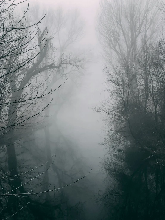 several trees on a foggy, wintry day