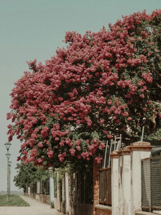 large flowered trees lining the side of buildings near a street