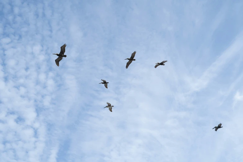 a flock of birds flying across the air