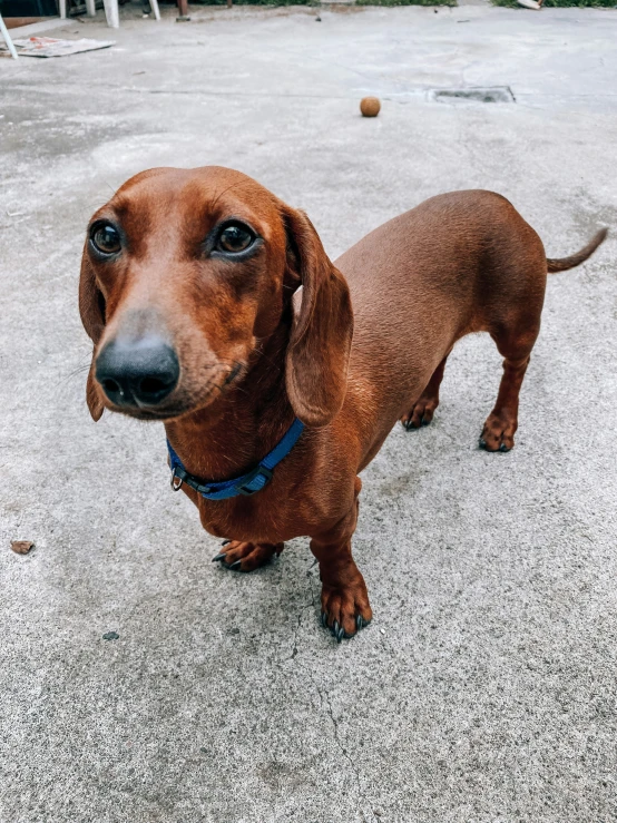 a brown dog looking at the camera