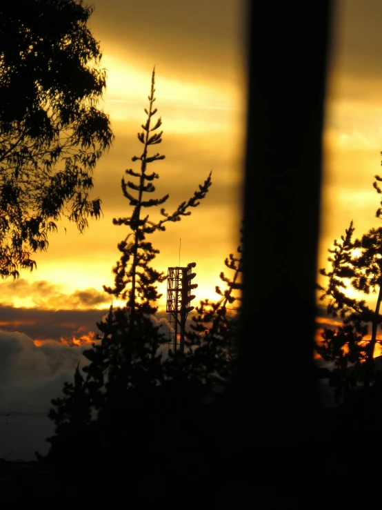 a silhouette of tree nches with the sun peeking through