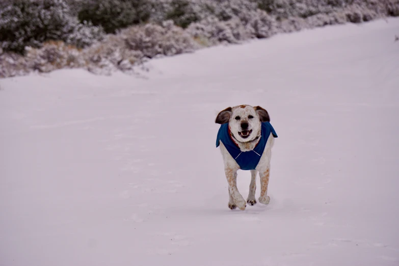 a dog with a blue shirt on running in the snow