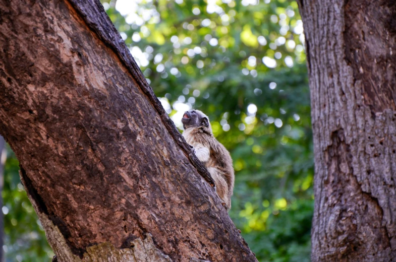 a small animal is sitting in the middle of a tree