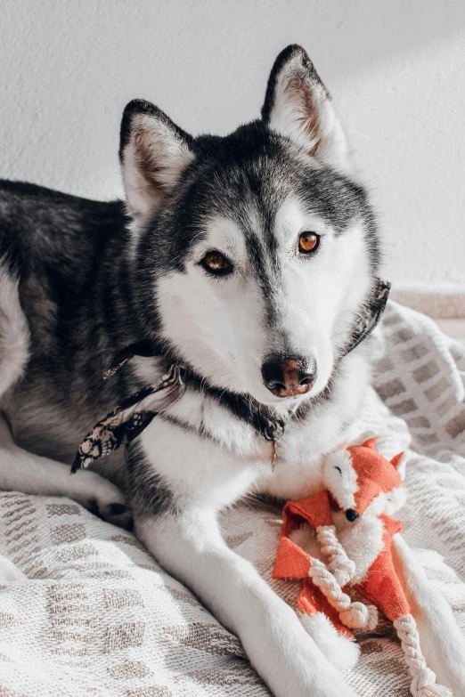 husky laying on a blanket next to toy