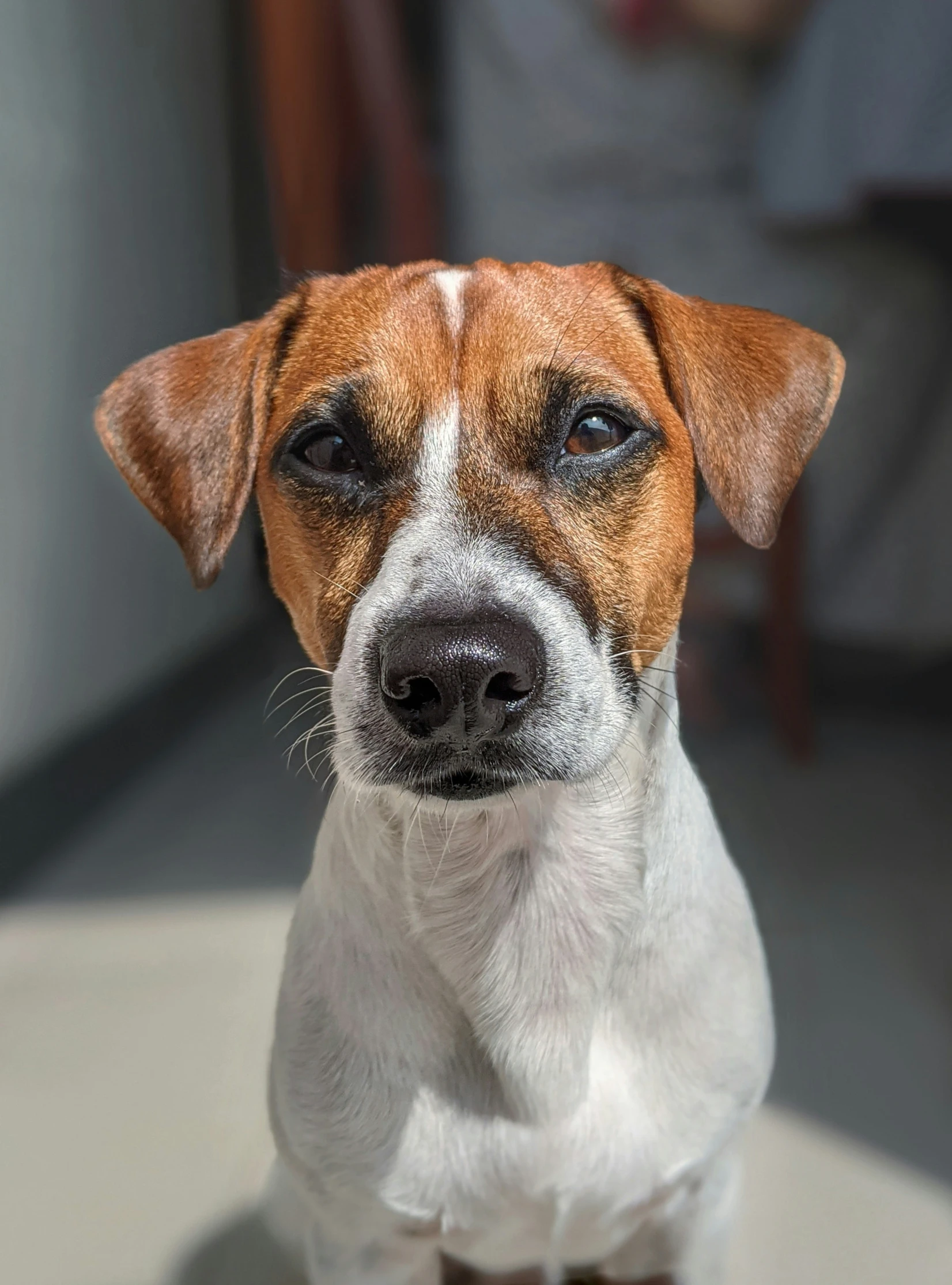 a dog looking directly into the camera lens