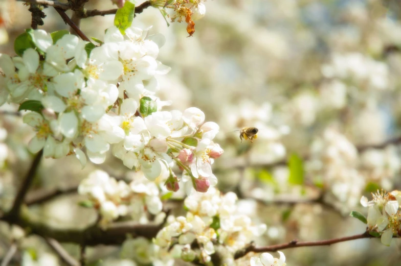 closeup of the flowers on tree with a bee flying away