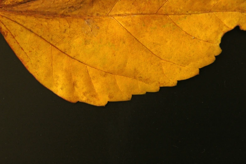 a leaf has been cut in half to reveal its texture