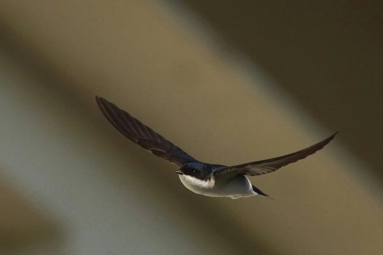 a small bird flying through the sky