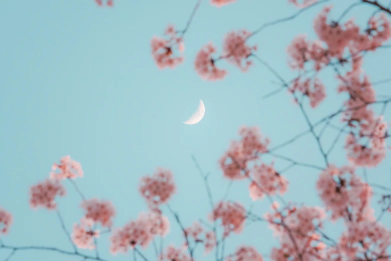 the sun is shining through a blue sky with pink flowers