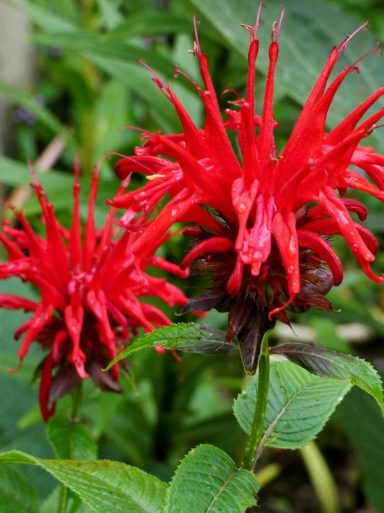 a bright red flower with large flowers that appear to be blooming