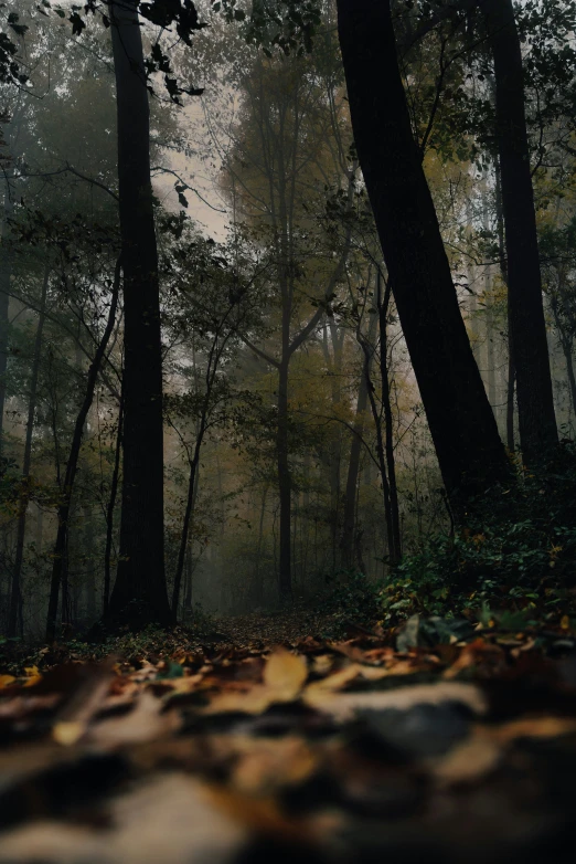 trees stand in the distance while sun shines through leaves