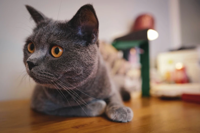 there is a cat sitting on the table looking at soing