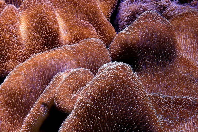 closeup view of a bunch of soft corals