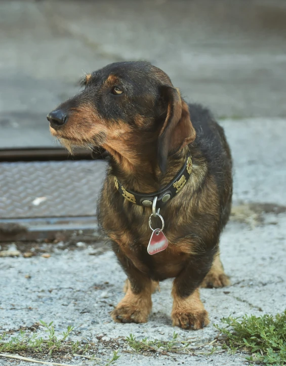 a dog is on the ground looking up at soing