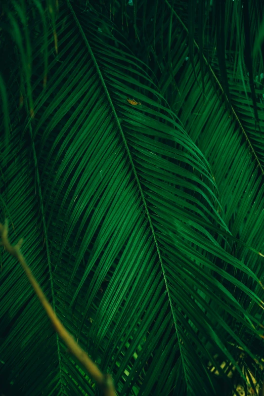 dark green leaves background, including one large palm tree