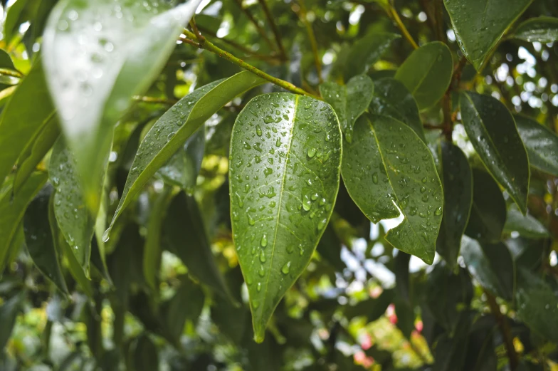 green leaves with water droplets on them in a forested area