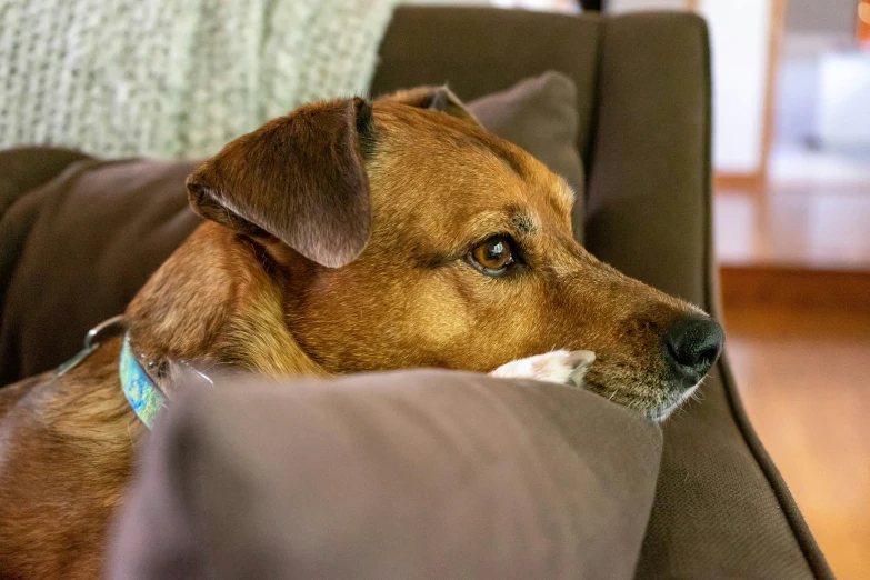 a dog is looking out from behind a sofa cushion