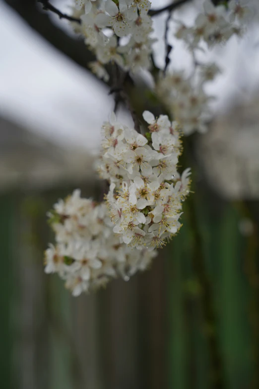 blossoms on a small white tree with snow falling