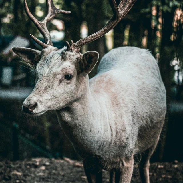 the head of an animal with a large antelope on it