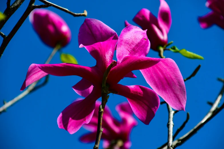 a close up s of a large purple flower