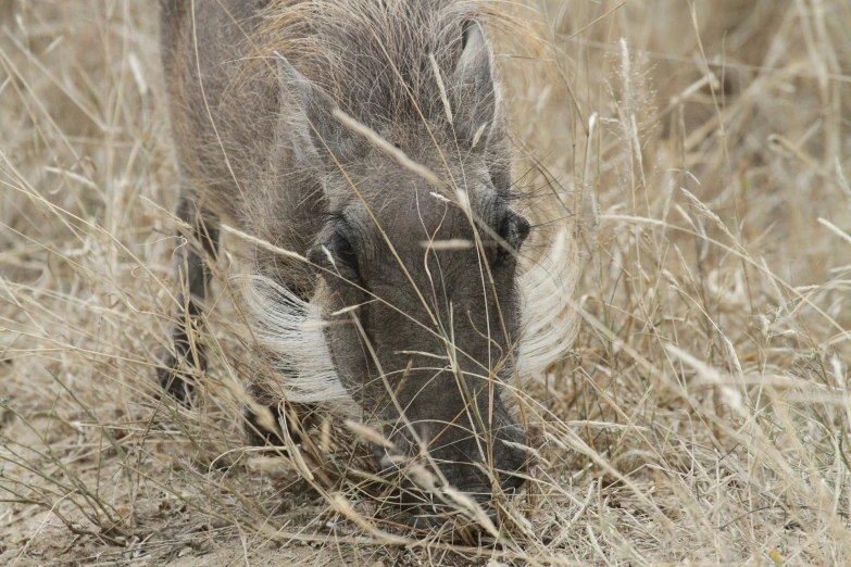 a wild boar grazing in some dried grass