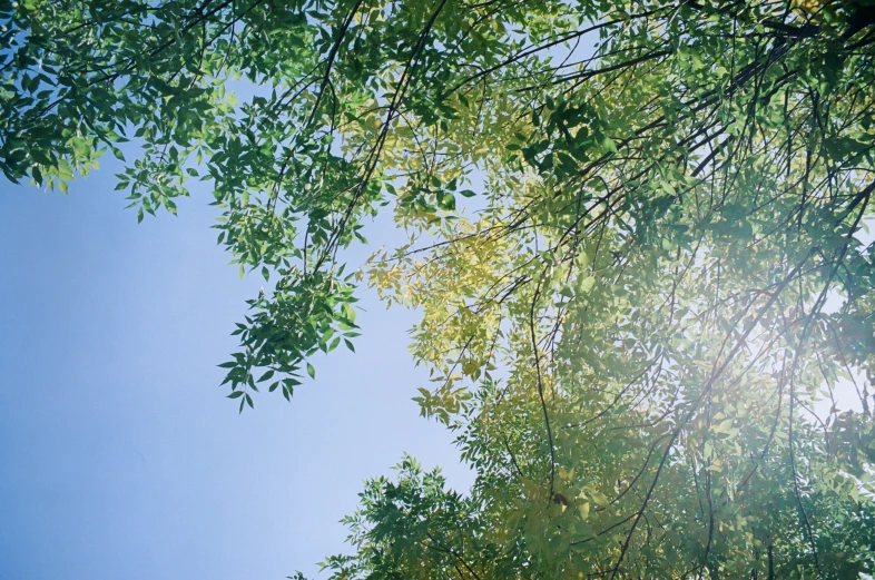 the sun shining through the nches of some trees