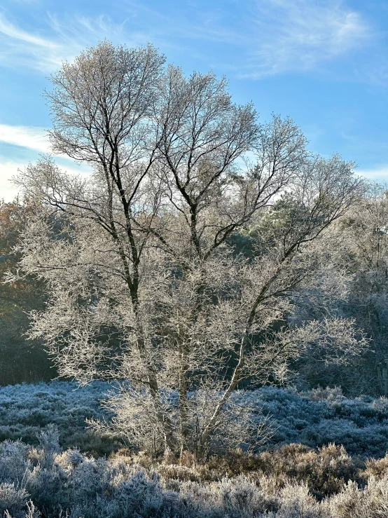 an early springtime sunrise over a snowy and frosty tree