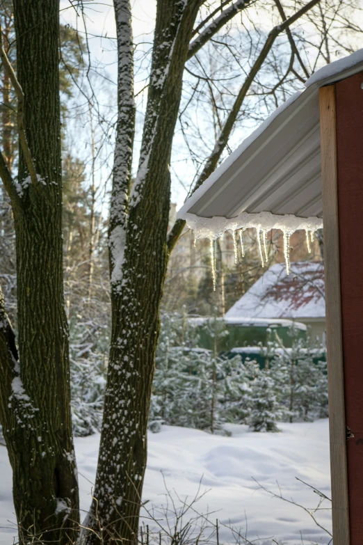 snow on trees, with white hanging overhanging roof
