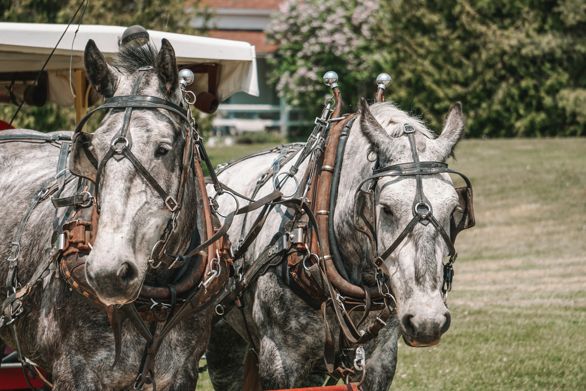 two horses stand next to each other with saddles attached