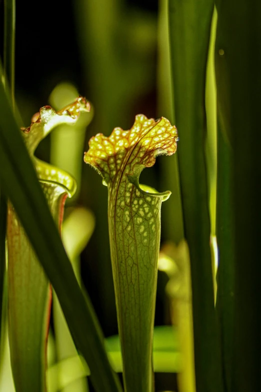 a green pitcher type flower in its native habitat