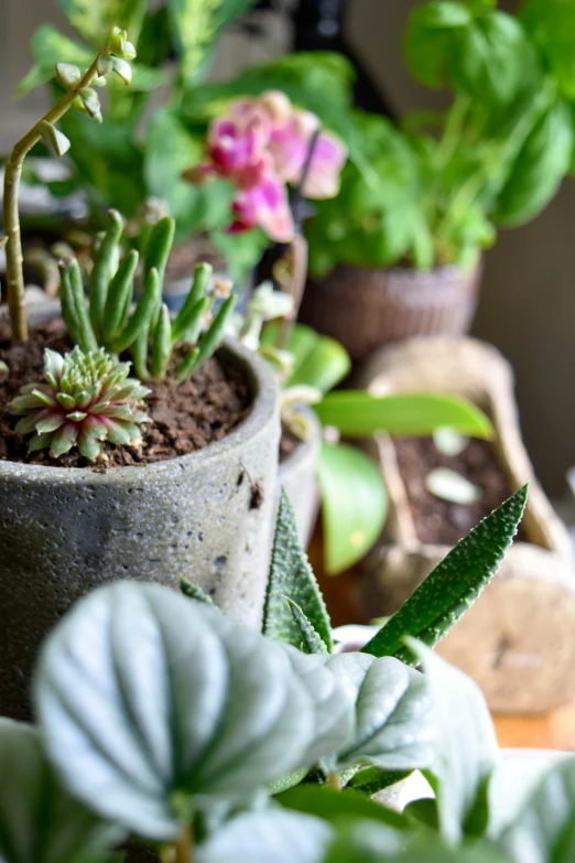 some plants sit on top of potted leaves