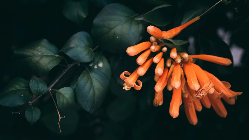 bright orange flowers sit on a nch near green leaves