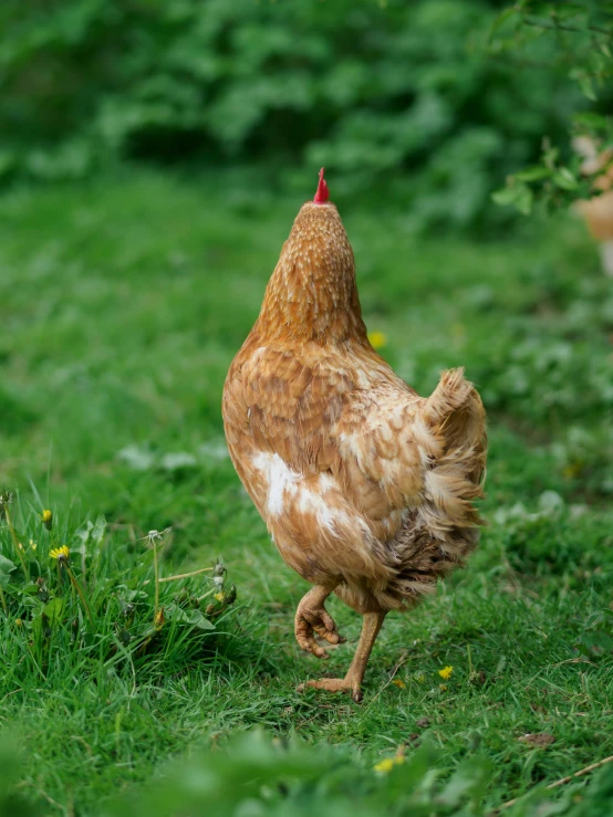 a rooster walking on some grass with yellow flowers