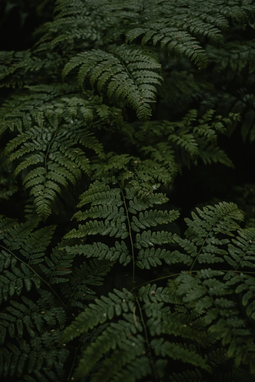 a bunch of green ferns in a forest