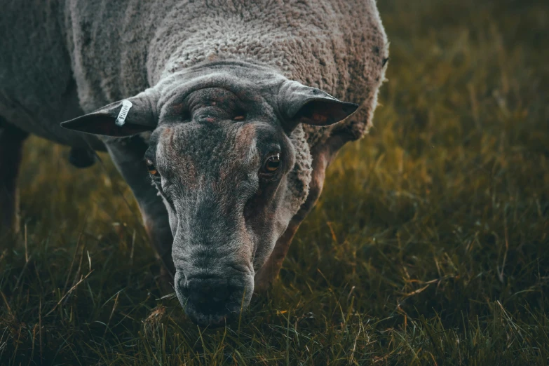 an adult sheep is eating in a grassy field