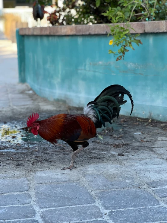 a rooster in an outdoor habitat with a pool behind