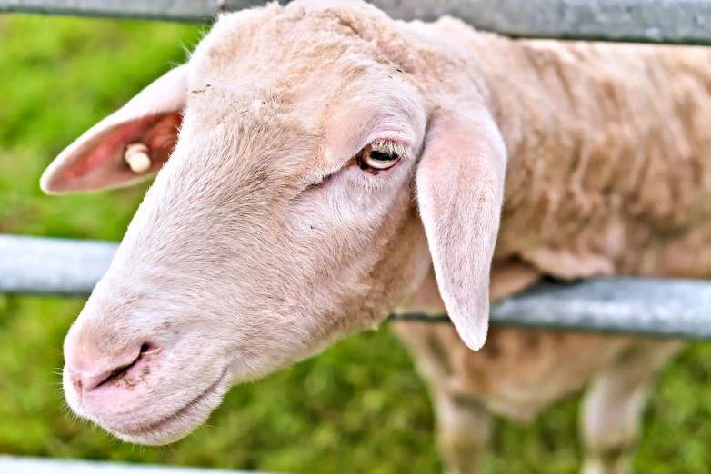 sheep standing at the top of a fence looking over