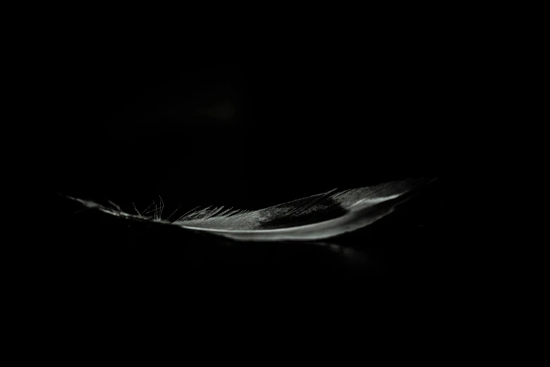 a close up of a feather in the dark