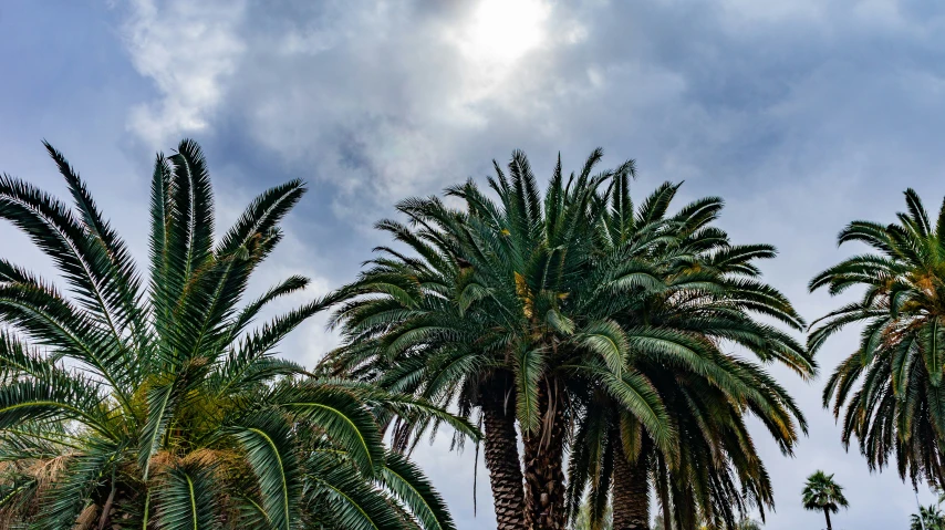 trees under cloudy skies with a bird in the sky