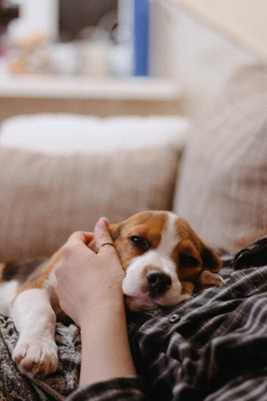 a person is laying down with a small brown and white dog